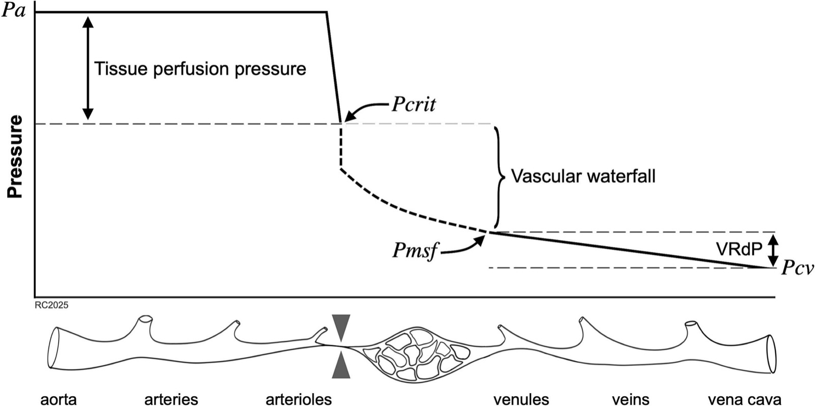 Pressure profile from aorta to vena cava: arterial pressure falls to the critical closing pressure (tissue perfusion pressure), drops across the vascular waterfall to the mean systemic filling pressure, then declines to central venous pressure (venous return driving pressure). Below, a schematic vessel from aorta through arterioles, capillaries and venules to vena cava.